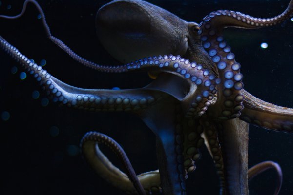 Kraken ссылка официальная